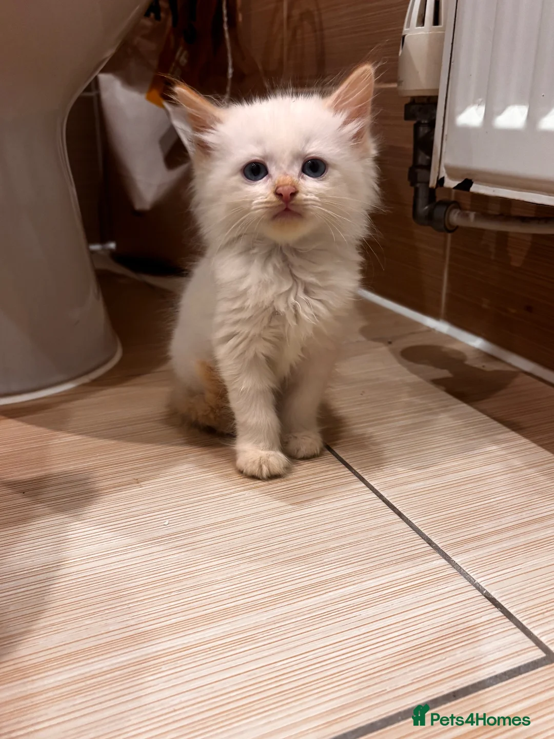 Mixed Breed cats for sale: Beautiful Siamese cross ragdoll kittens - Advert 2
