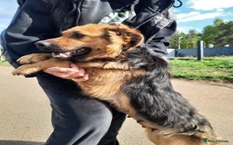 Mixed Breed dogs for adoption: 💖🐶 CHIKA 🐶💖 - Image 10