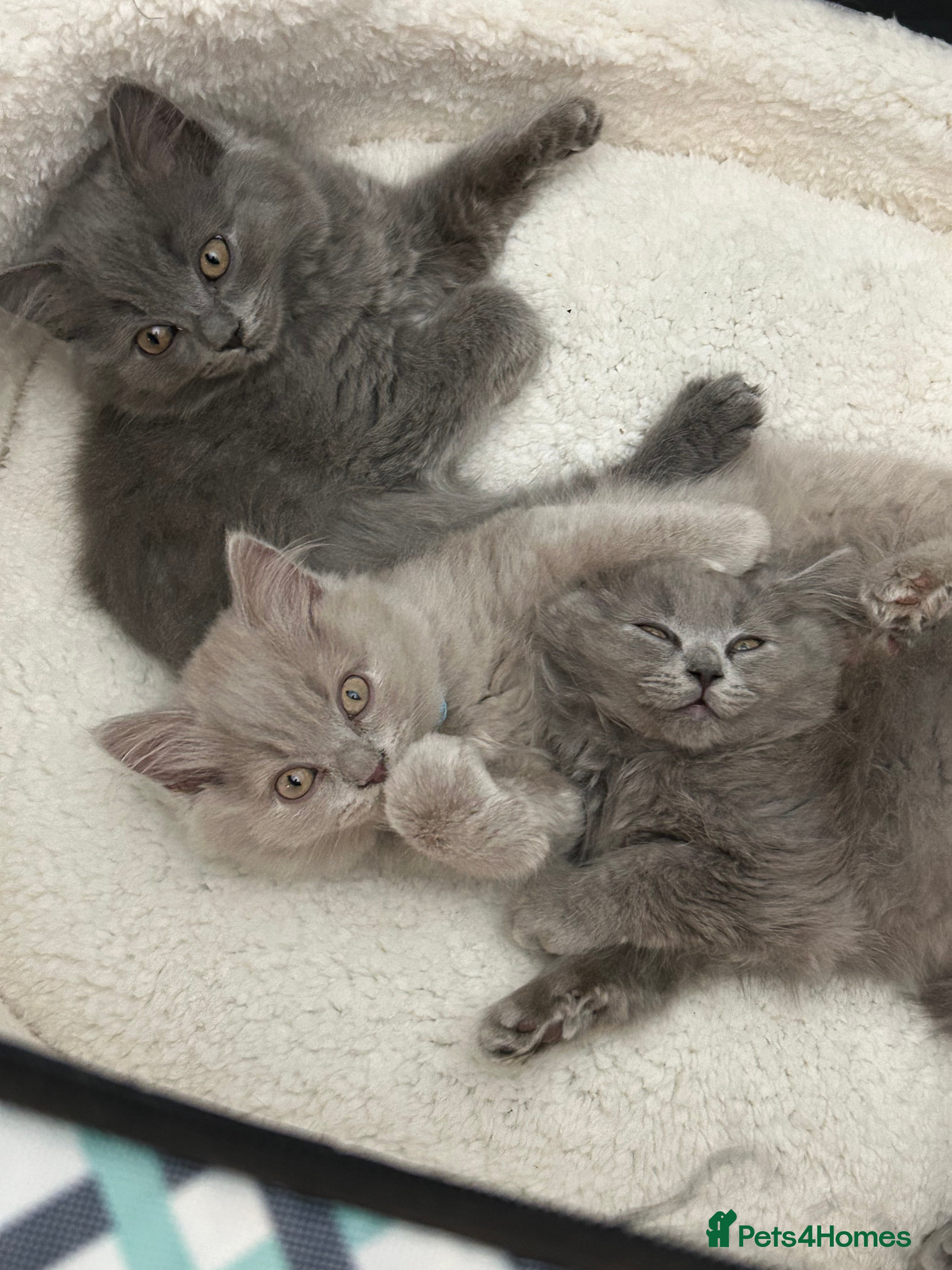 British Longhair cats 🏆CHAMPION BLOODLINES🏆.British Longhair Kittens. - Advert 1