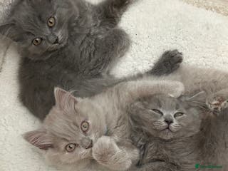 British Longhair cats 🏆CHAMPION BLOODLINES🏆.British Longhair Kittens. - Advert 1