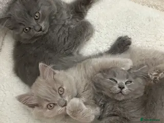 British Longhair cats 🏆CHAMPION BLOODLINES🏆.British Longhair Kittens. - Advert 6