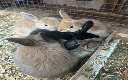 Mini Lop rabbits for sale: Baby rabbits for sale - Image 1