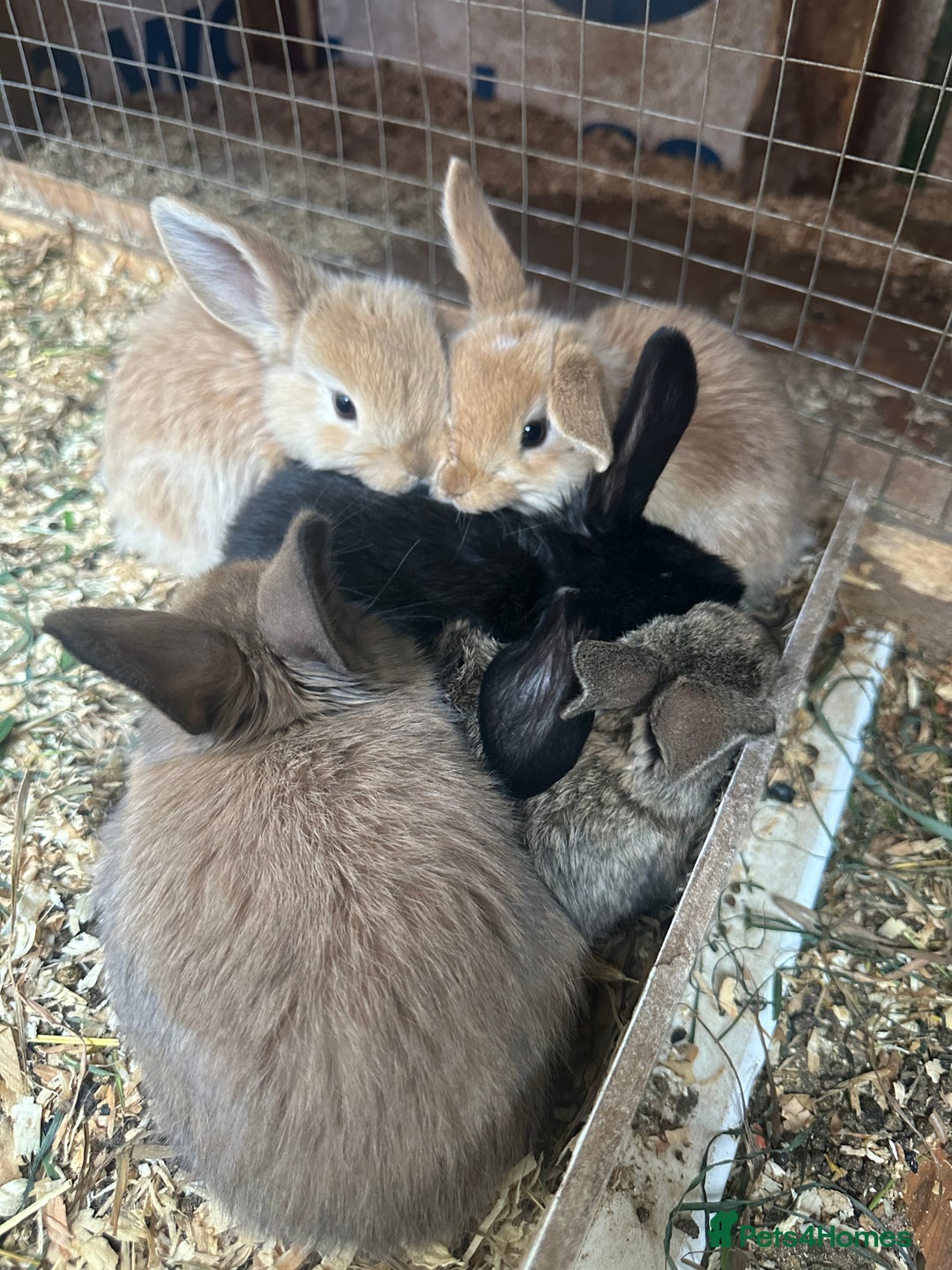 Mini Lop rabbits for sale: Baby rabbits for sale - Image 1