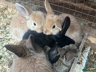 Mini Lop rabbits - Advert 29