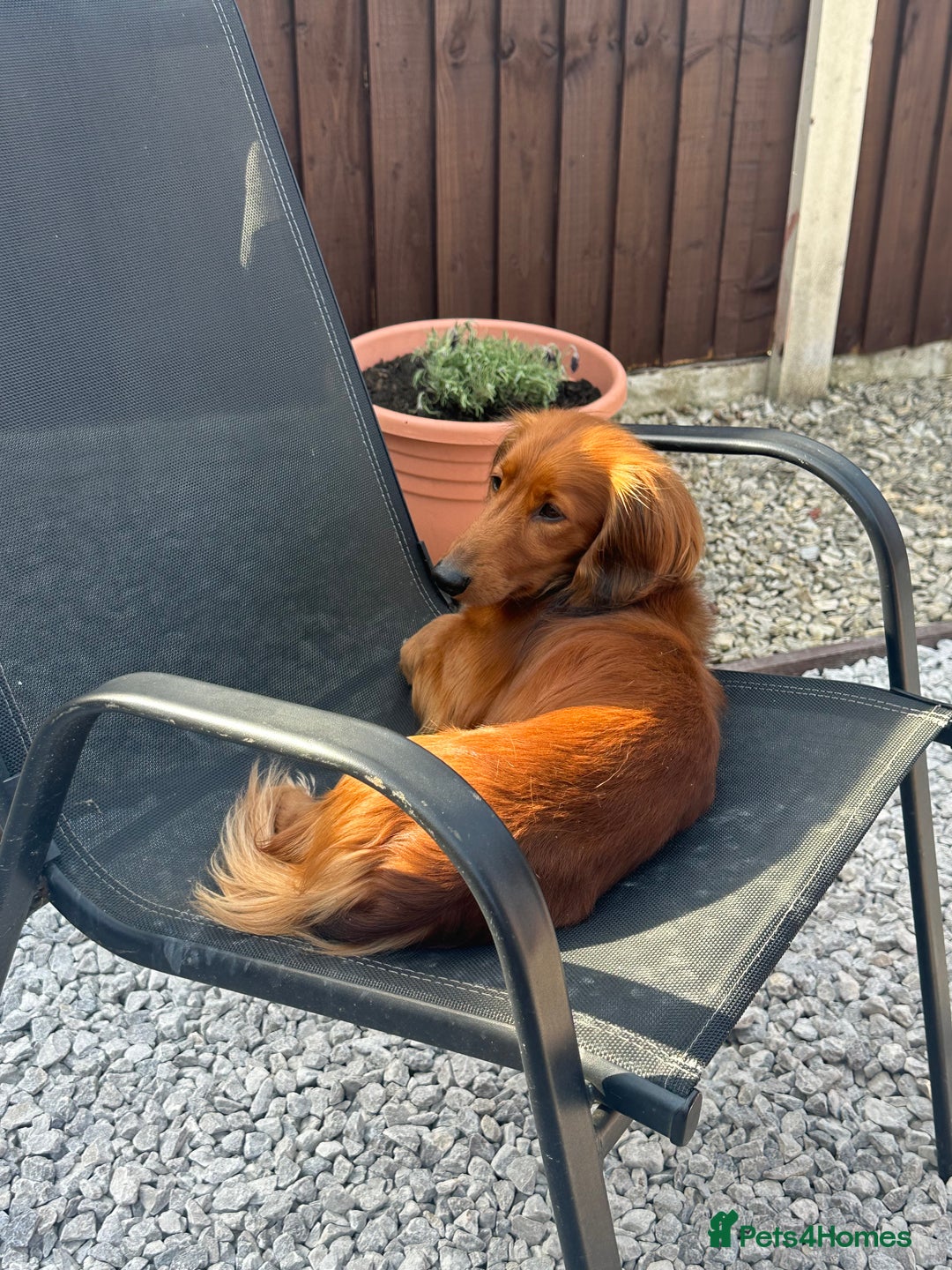 Miniature Dachshund dogs for sale: Gorgeous cheeky Cooper - Advert 3