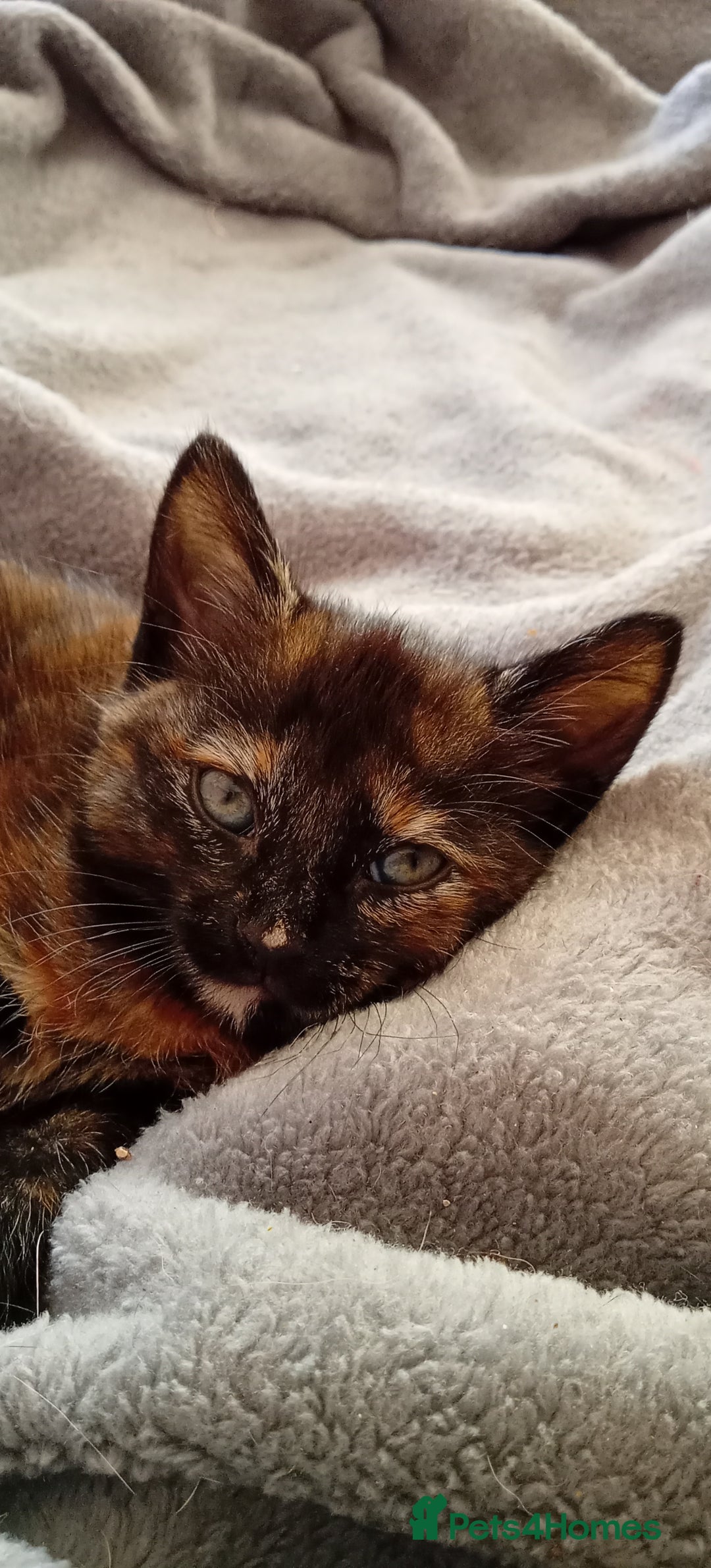 Domestic Shorthair cats for sale: Beautiful kittens - Image 1