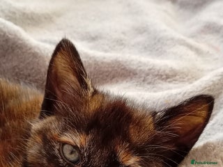 Domestic Shorthair cats Beautiful kittens - Advert 20