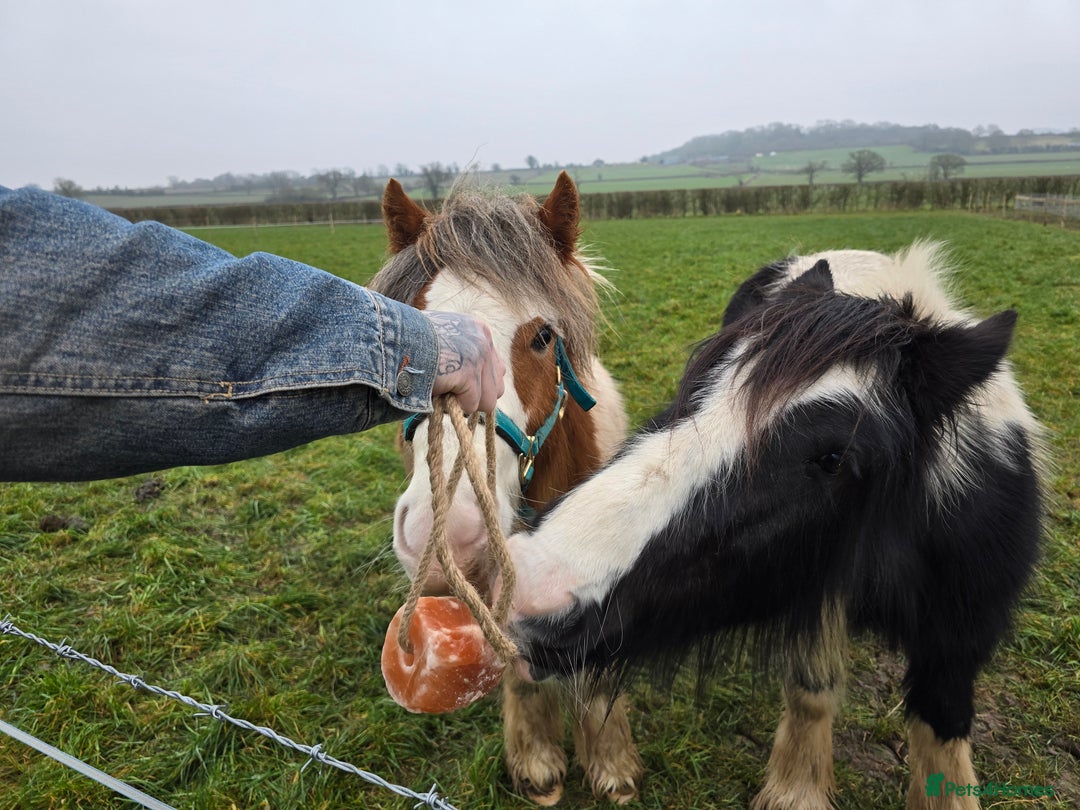 Irish Cob horses for sale: Buddy and Luna - Image 2