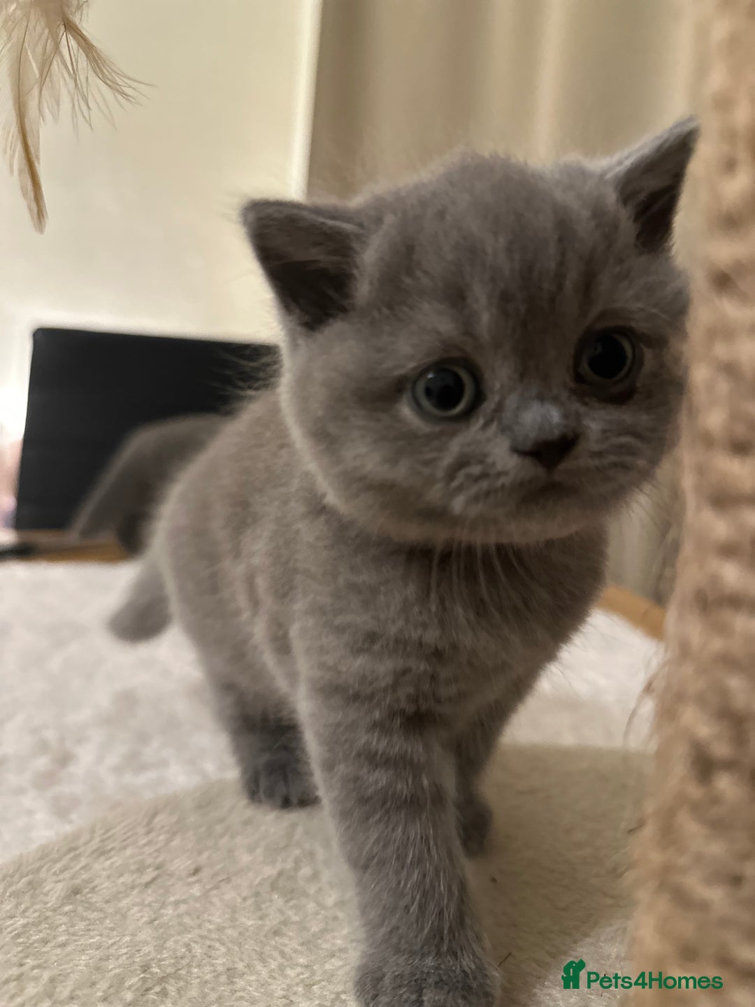 British Shorthair cats for sale: British Shorthair kittens Lilac/Blue 3 Girls 1 Boy - Image 22