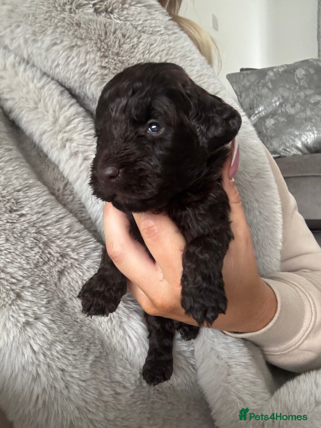 Cockapoo dogs for sale: Cockerpoos  - Image 5