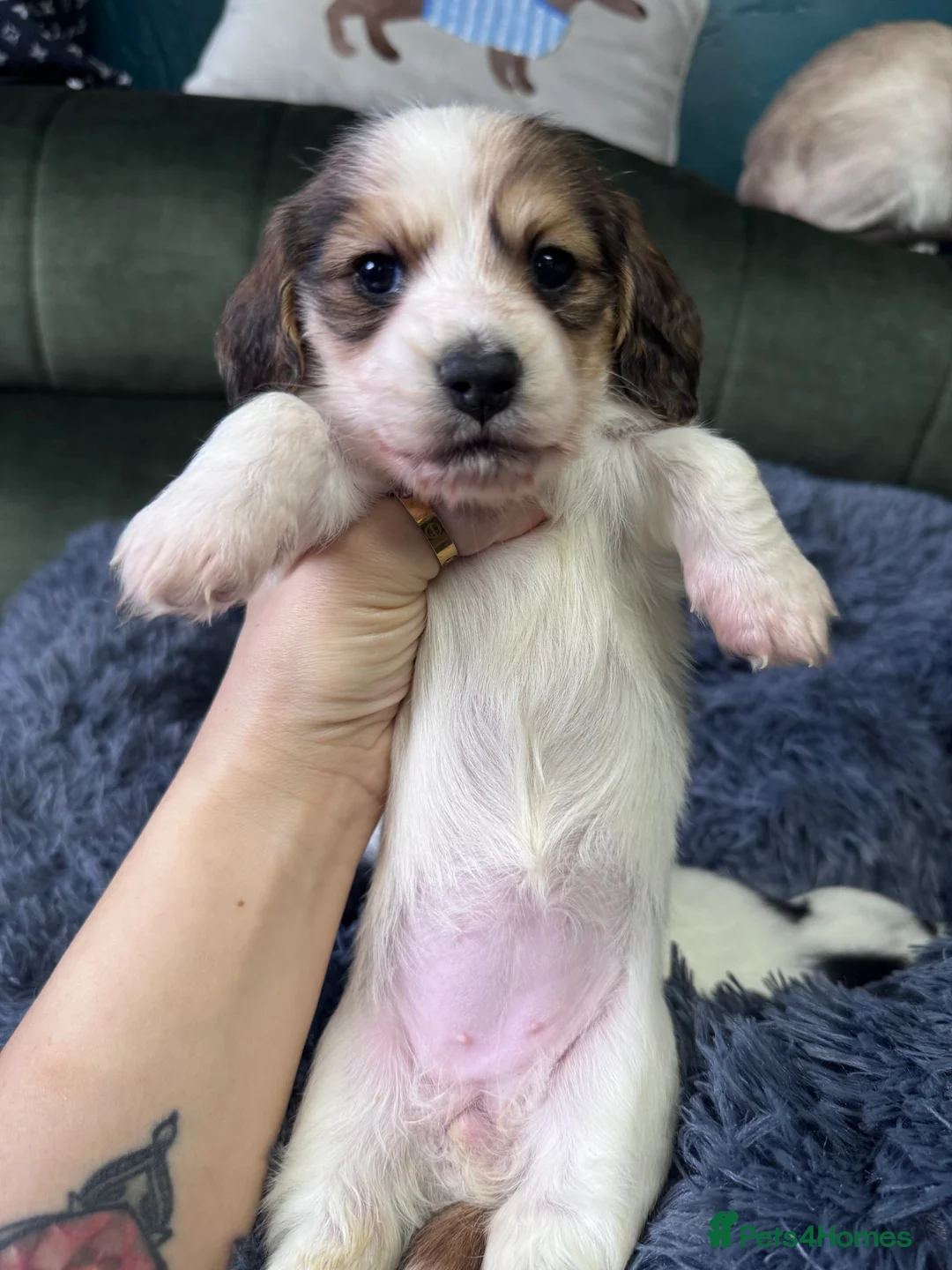 Miniature Dachshund dogs for sale: 2 piebald miniature long haired dachshund puppies  - Advert 4