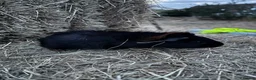 Guinea Pig rodents for sale: Baby guinea pigs for sale  - Advert 9