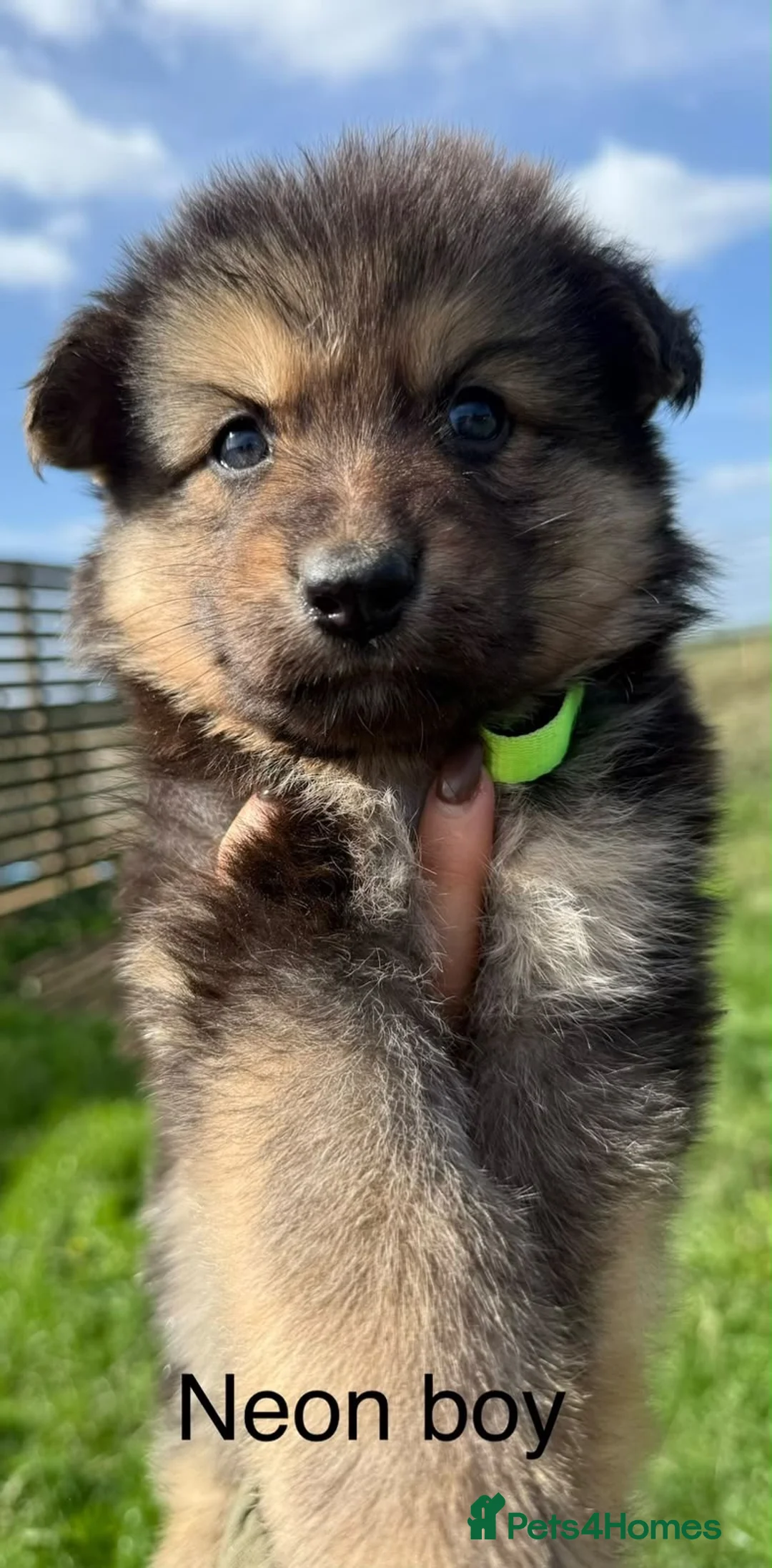 German Shepherd dogs for sale: German Shepherd Puppies For sale - Advert 9