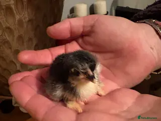 Chickens poultry Day old pekin chicks mix colours chance frizzle - Advert 1