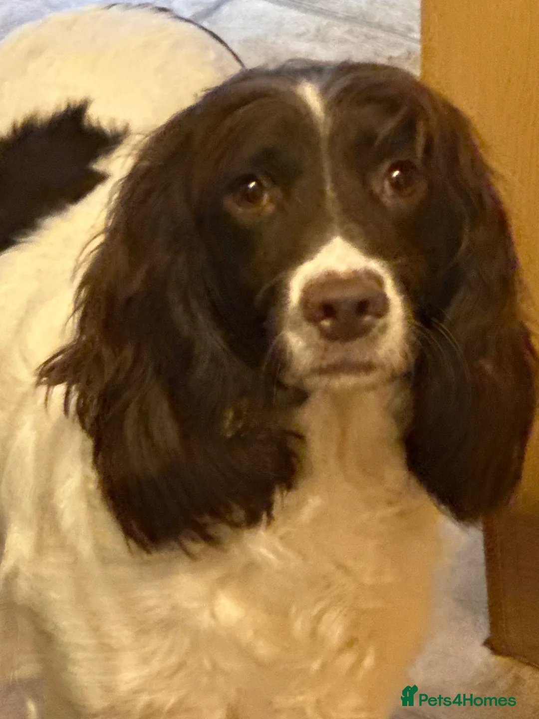 English Springer Spaniel dogs for sale: Adorable Kennel club registered ESS puppies  - Advert 1