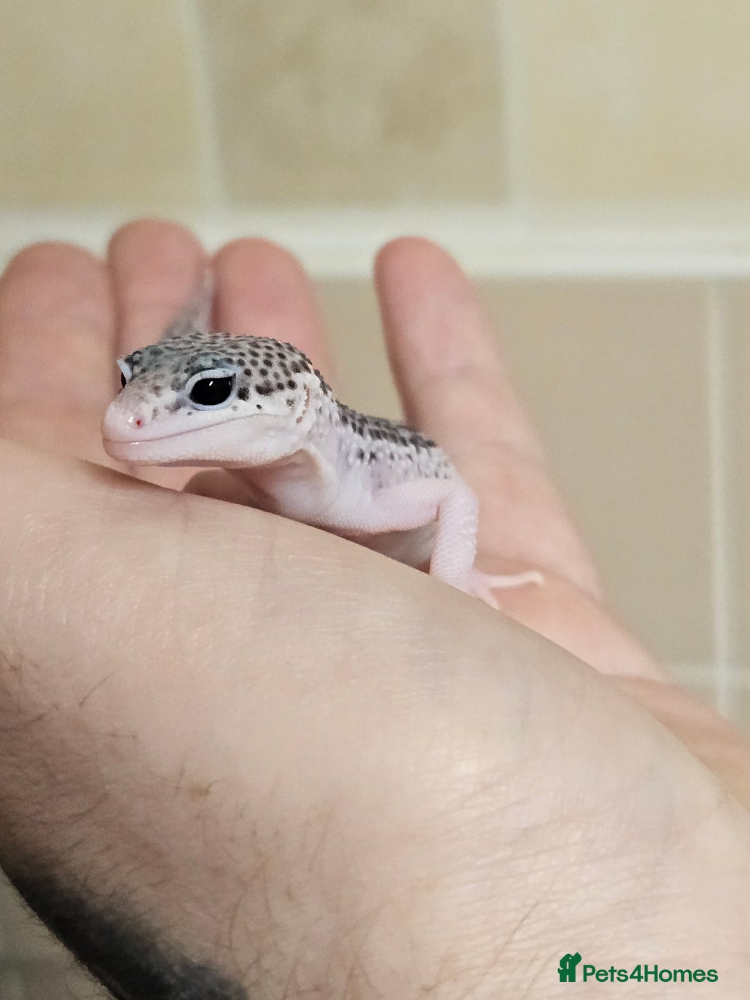 Leopard Gecko reptiles for sale: Supersnows leopard geckos normal and albino  - Image 3