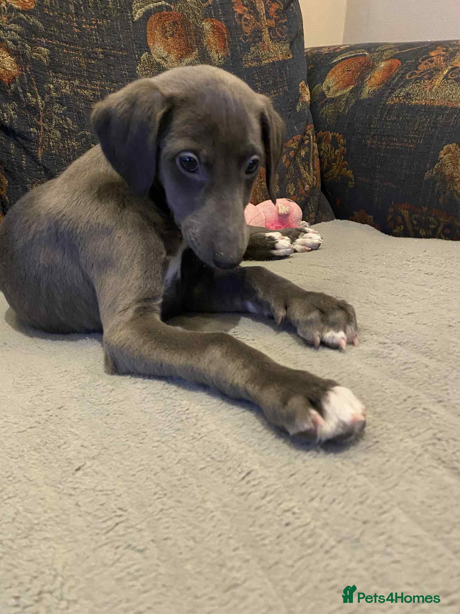 Mixed Breed dogs Beautiful Saluki x Whippet puppies - Advert 14