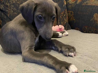 Mixed Breed dogs Beautiful Saluki x Whippet puppies - Advert 5