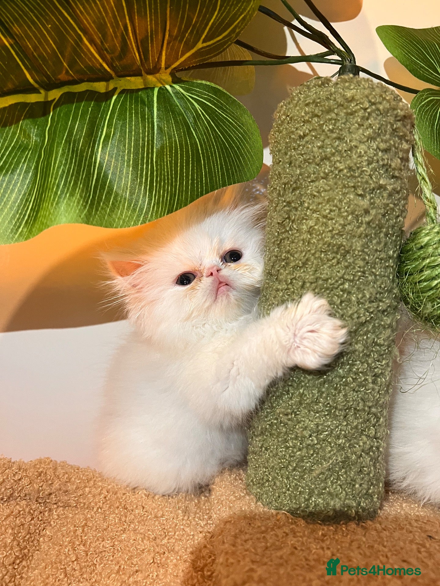 Persian cats cute Persian kittens looking for a home  - Advert 19