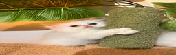 Persian cats for sale: cute Persian kittens looking for a home  in Hounslow - Advert 8