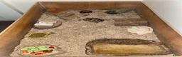 Tortoise reptiles for sale: Horsefield tortoise  in Aldershot - Advert 1
