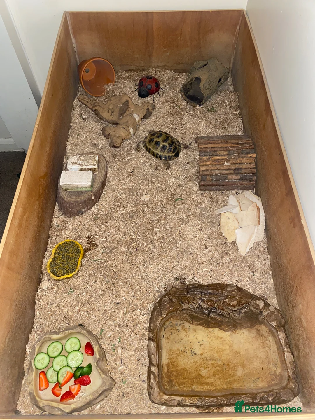Tortoise reptiles for sale: Horsefield tortoise  in Aldershot - Advert 1