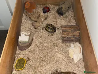 Tortoise reptiles Horsefield tortoise - Advert 1