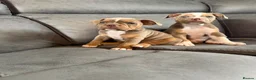 Olde English Bulldogge dogs for sale: Olde English bulldogge puppies - Advert 2