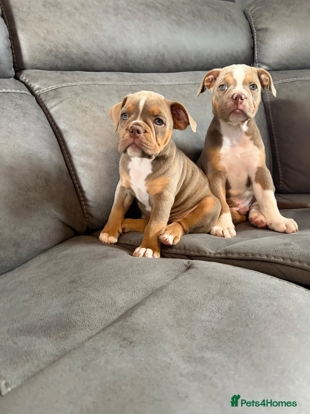 Olde English Bulldogge dogs for sale: Olde English bulldogge puppies - Advert 2