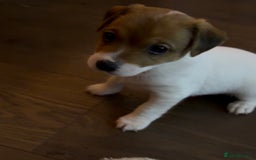 Jack Russell dogs for sale: Jack Russell Puppies - Advert 4