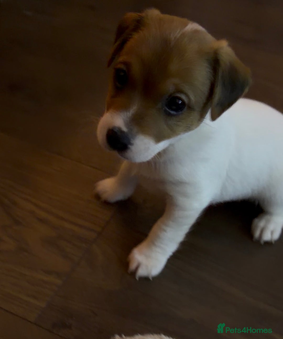 Jack Russell dogs for sale: Jack Russell Puppies - Advert 4