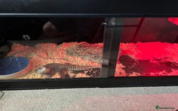 Monitor reptiles for sale: BOSC MONITOR LIZARD IN FULL SET UP - Image 2