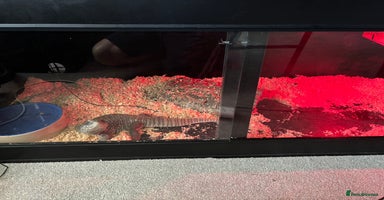 Monitor reptiles - Advert 5