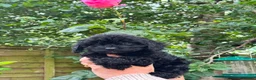 Cavapoo dogs for sale: Ready now, F1 Cavapoos,  ETH tested  parents  - Advert 3