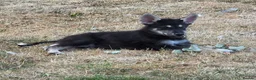 Tamaskan dogs for sale: Tamaskan Puppies *Health Tested Parents* - Advert 6