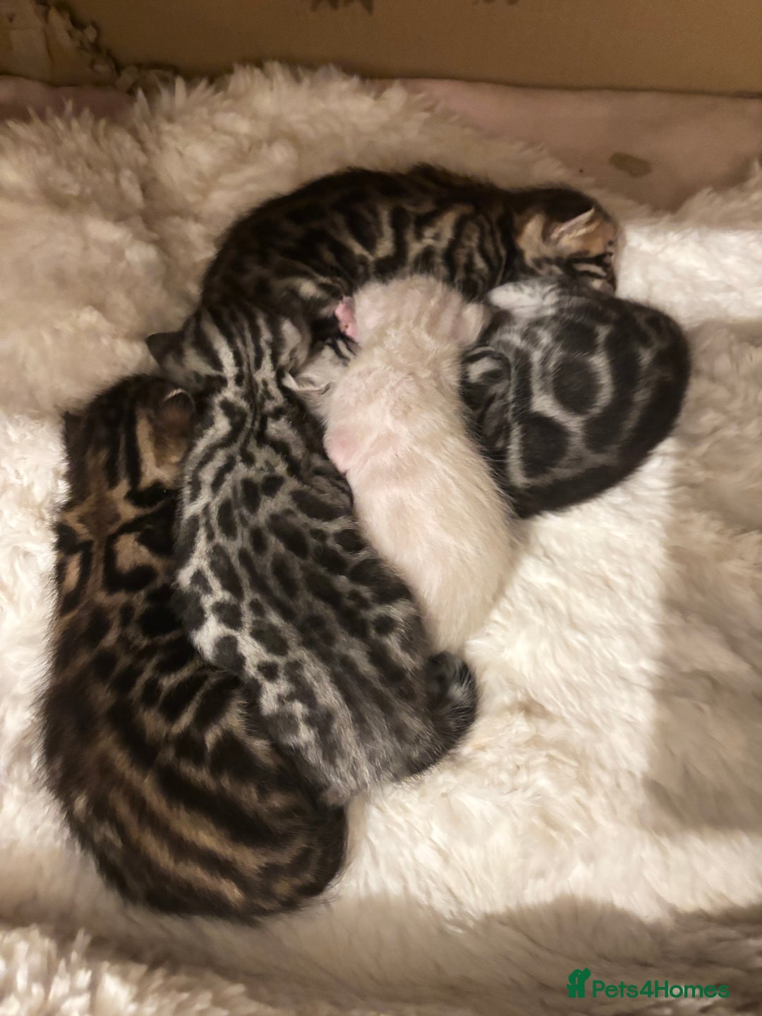 Bengal cats for sale: 🩶 BENGAL 🔥 KITTENS 🤍 TICA REGISTERED  - Advert 9