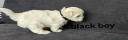 Maltese dogs for sale: ⭐️KC registered Maltese puppies⭐️ - Advert 32