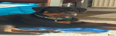Rottweiler 1