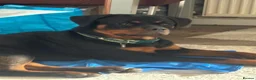 Rottweiler dogs for sale: Rottweiler pup - Advert 2