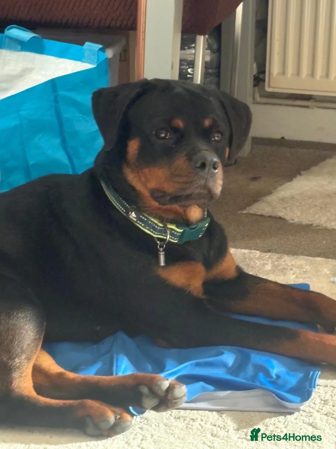 Rottweiler dogs for sale: Rottweiler pup - Advert 2