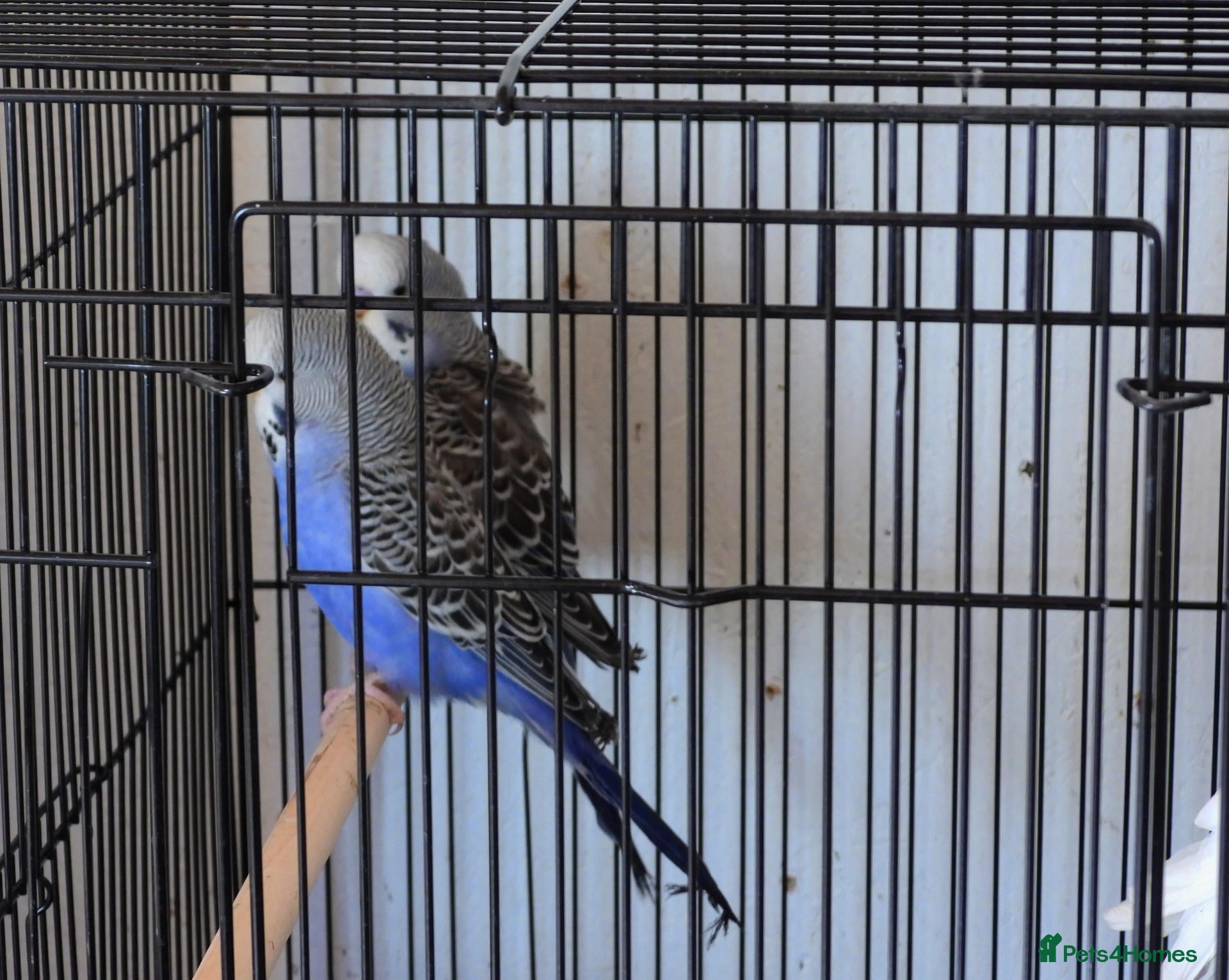 Budgerigars birds New Stock Budgies - Advert 2