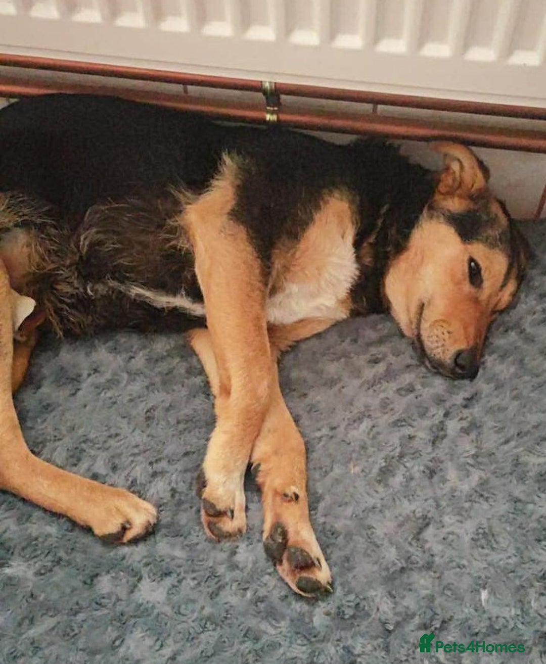 Mixed Breed dogs for adoption: LARISA - a gentle&beautiful girl for a Loving Home - Advert 10