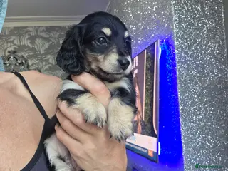 Miniature Dachshund dogs Cream Miniature long-haired - Advert 5
