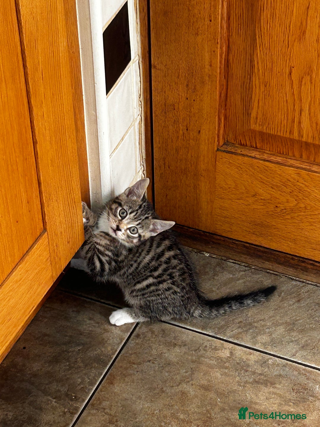 Mixed Breed cats for sale: Mixed Breed Tabby Kitten For Sale !! - Image 4