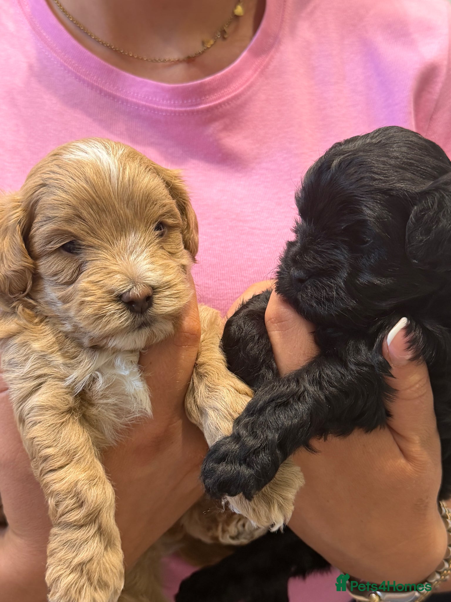 Maltipoo dogs 2 Beautiful F1 Maltipoo Puppies  - Advert 1
