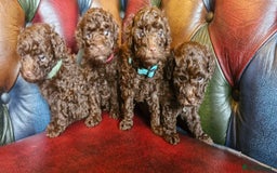 Toy Poodle dogs for sale: Gorgeous chocolate tiny toy poodles  - Image 1