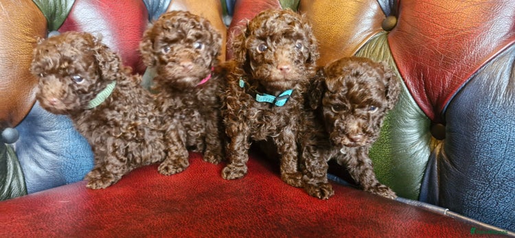 Toy Poodle dogs - Advert 2