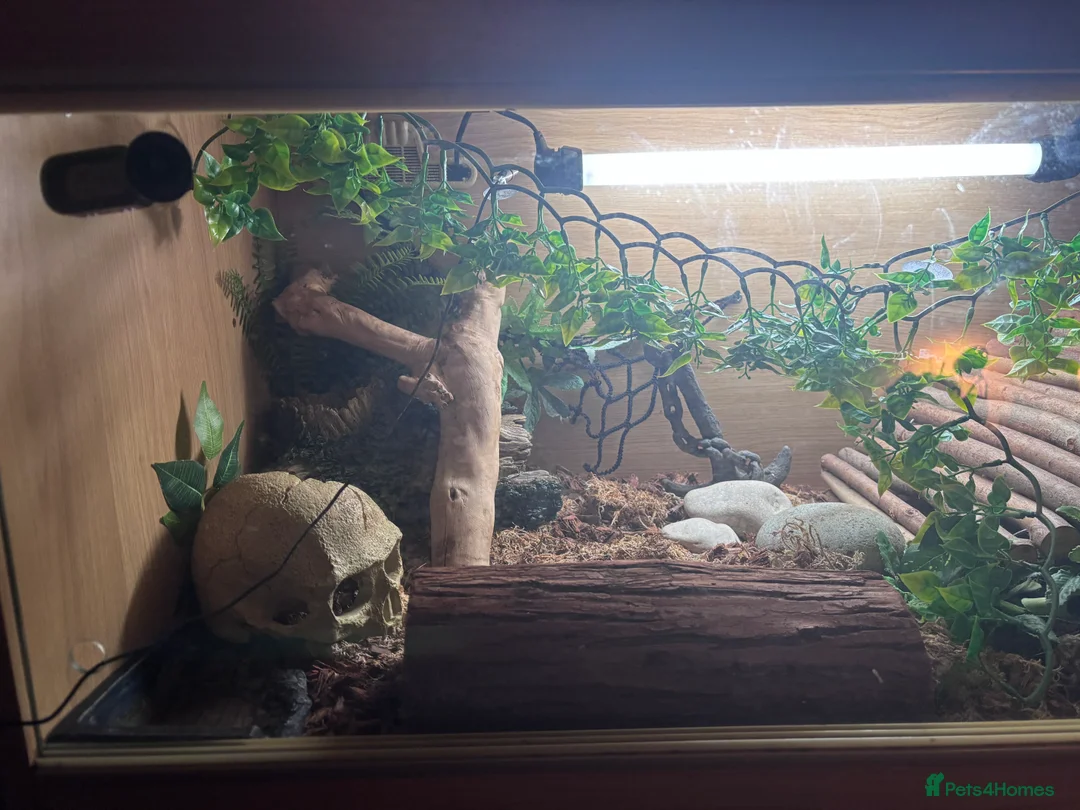 Python Snake reptiles for sale: Ball Python & Full set up - Advert 2