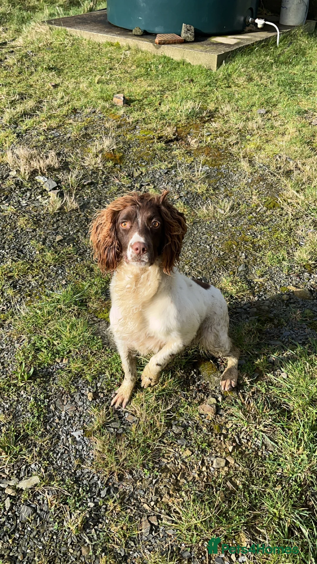 English Springer Spaniel dogs for sale: 5 beautiful English springer spaniel puppies  - Advert 1