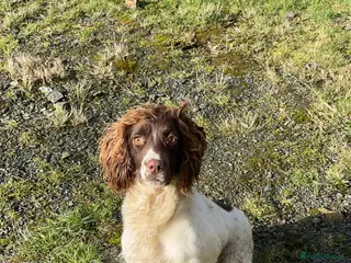 English Springer Spaniel dogs 5 beautiful English springer spaniel puppies - Advert 5
